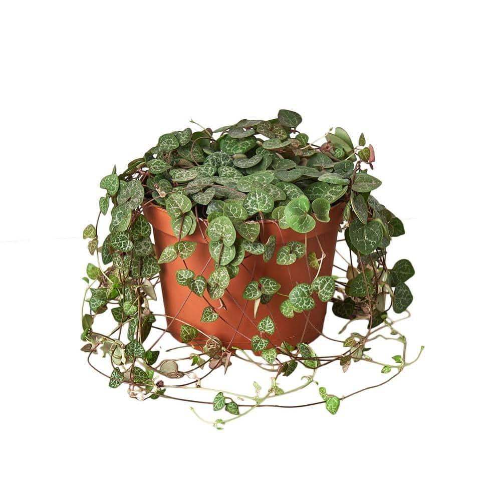 Succulent String Of Hearts - View 17 from www redcrocus com