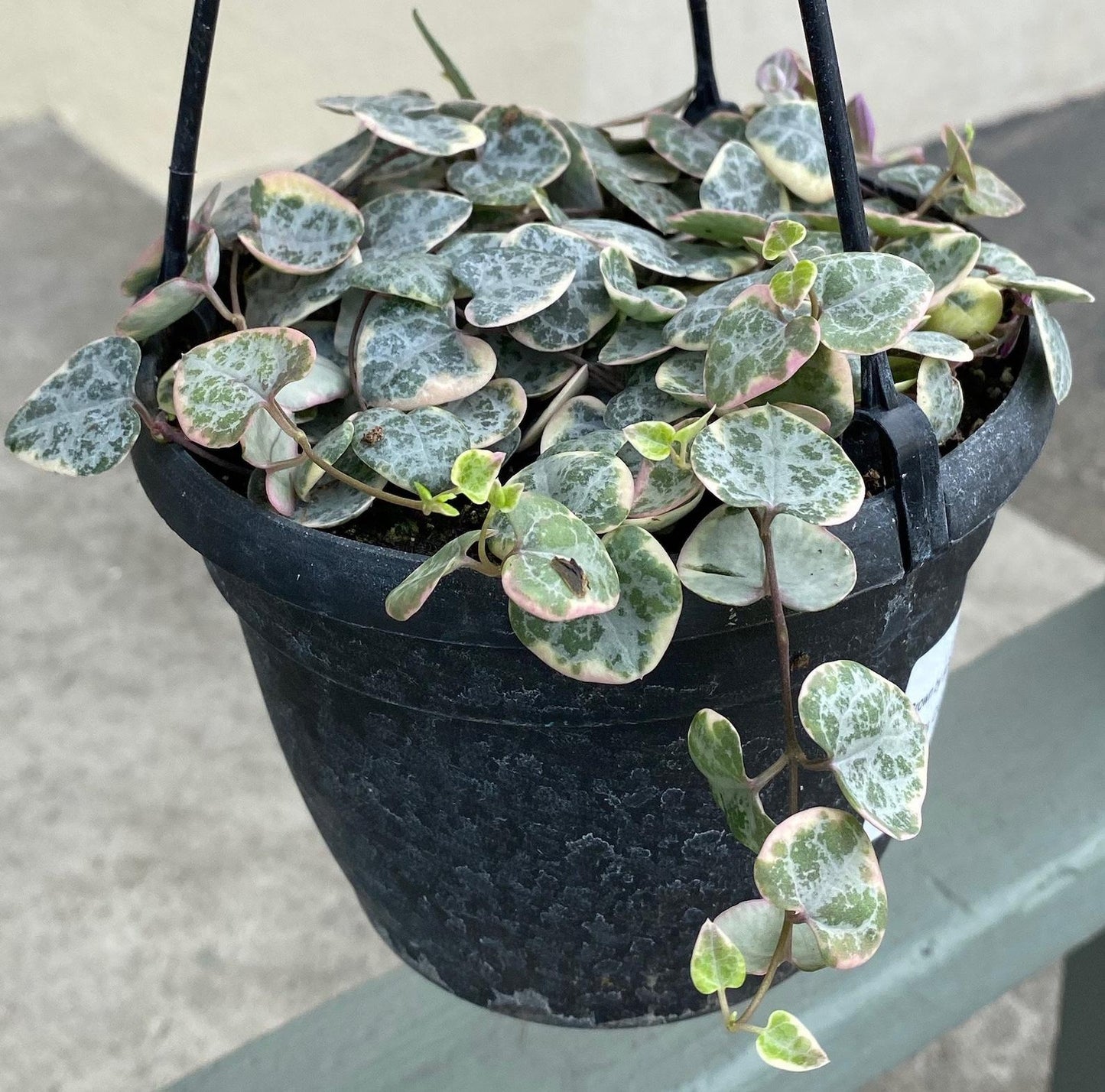 Succulent String Of Hearts - View 18 from www redcrocus com