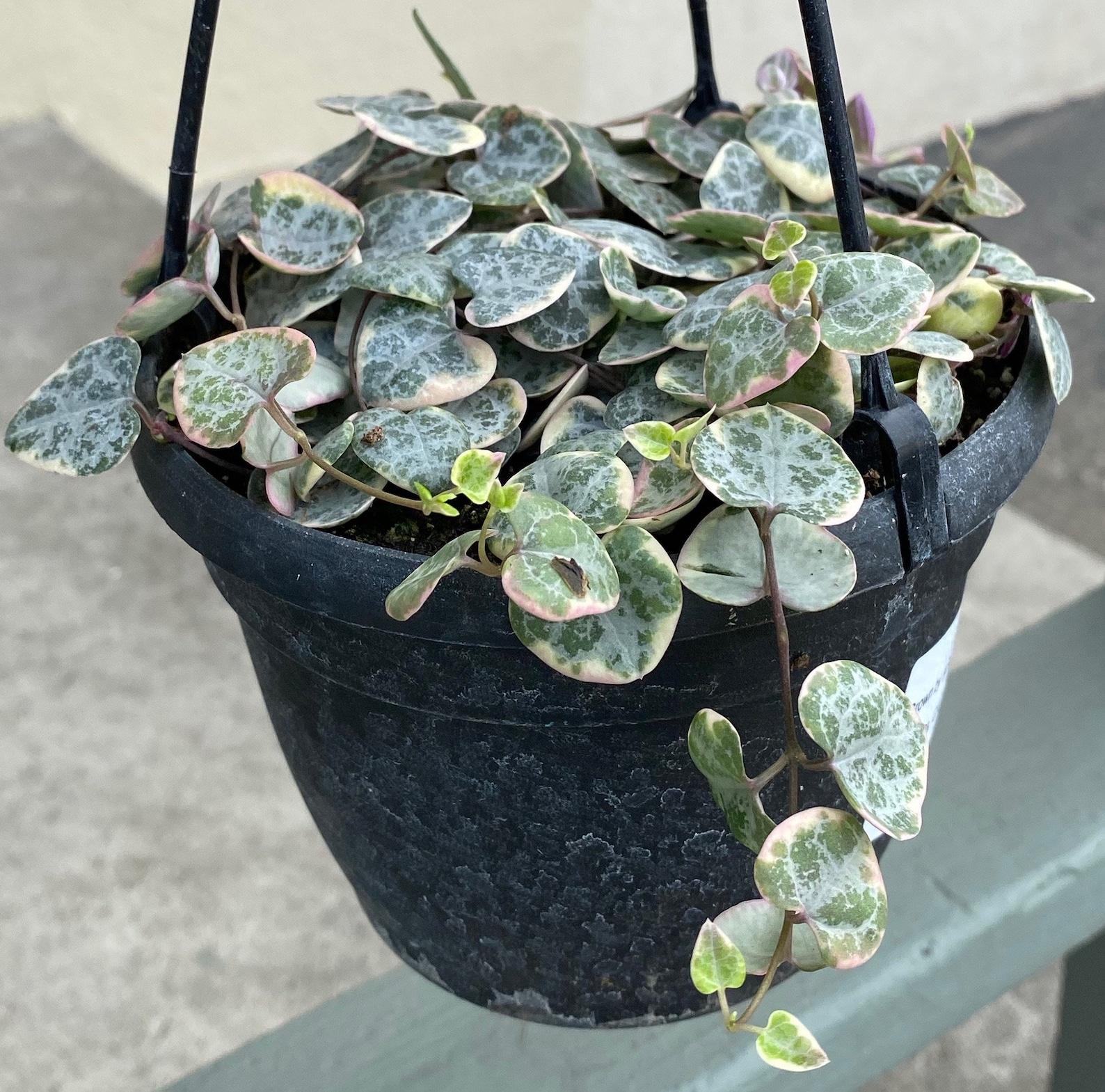 Succulent String Of Hearts - View 18 from www redcrocus com