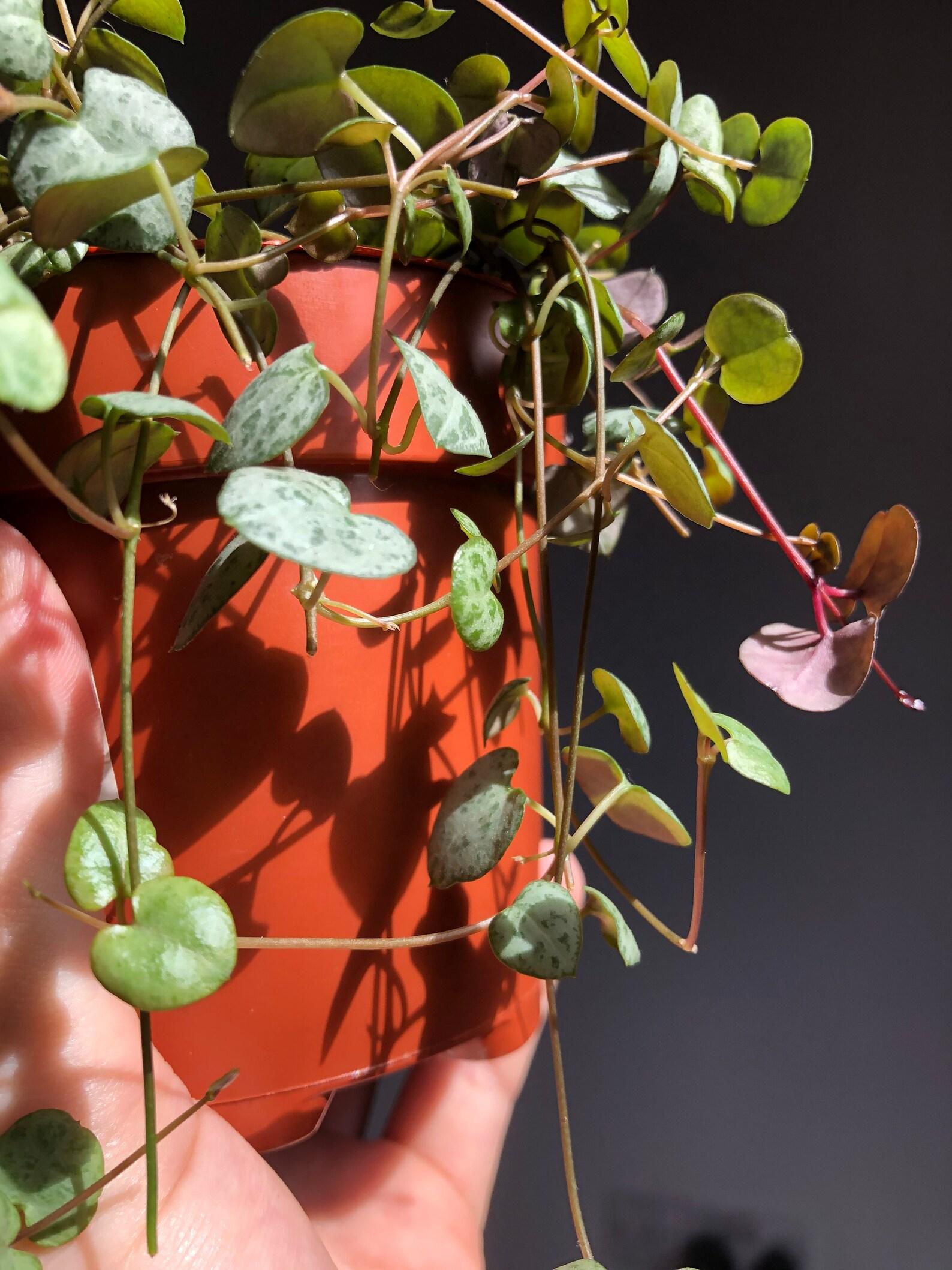 Succulent String Of Hearts - View 19 from www redcrocus com