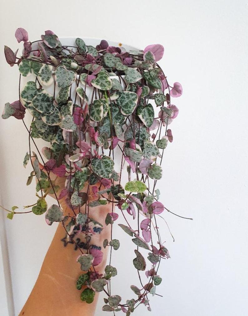 Succulent String Of Hearts - View 1 from www redcrocus com