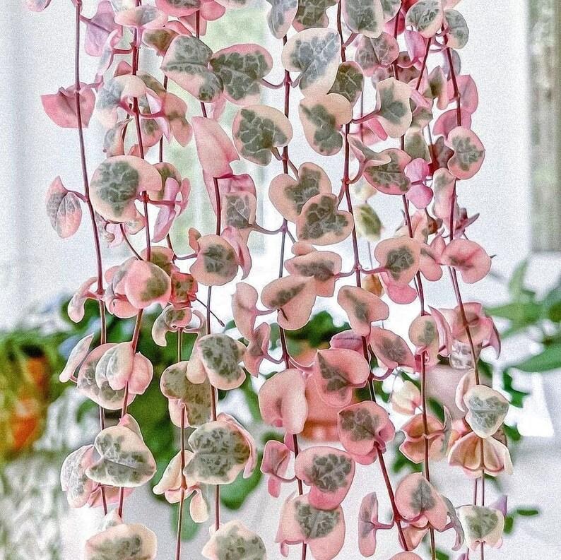 Succulent String Of Hearts - View 2 from www redcrocus com