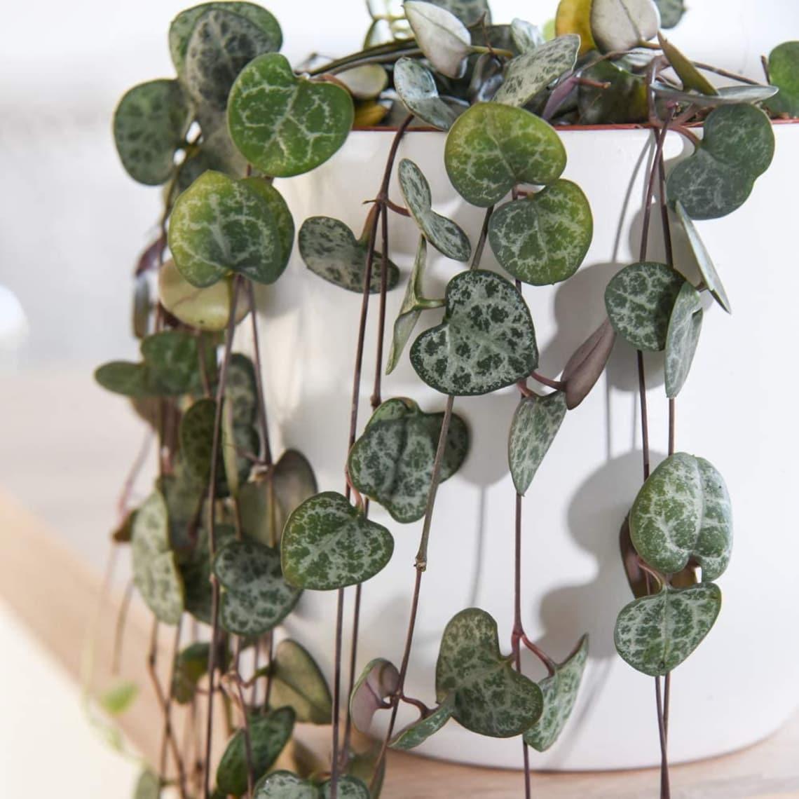 Succulent String Of Hearts - View 4 from www redcrocus com