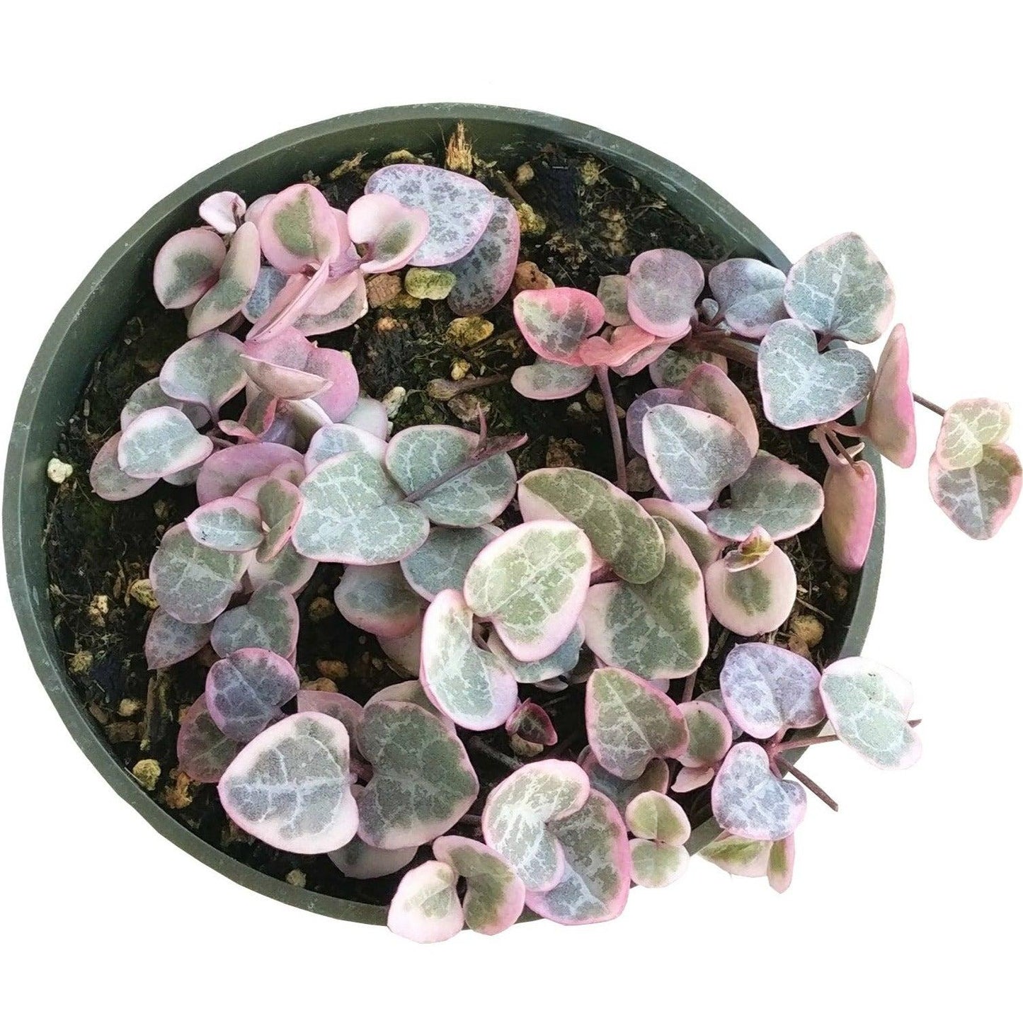 Succulent String Of Hearts - View 5 from www redcrocus com