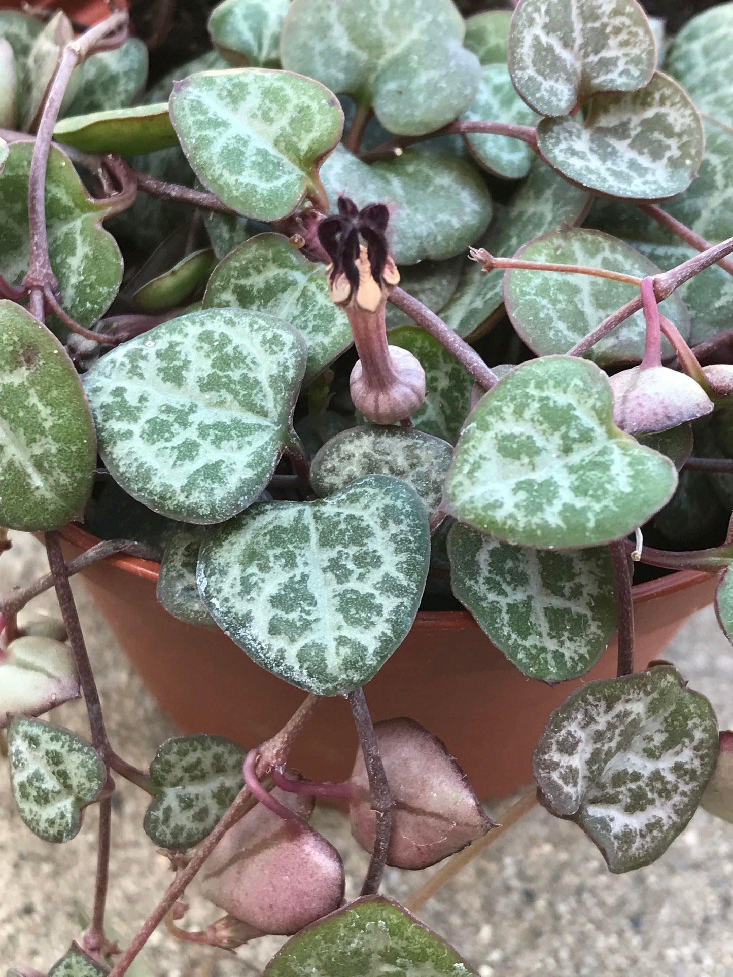 Succulent String Of Hearts - View 7 from www redcrocus com