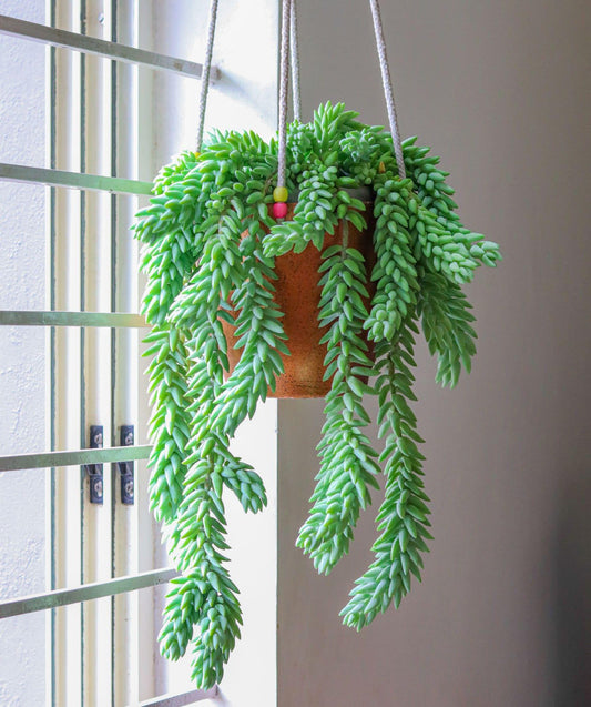 Succulent Burro S Tail - View 13 from www redcrocus com