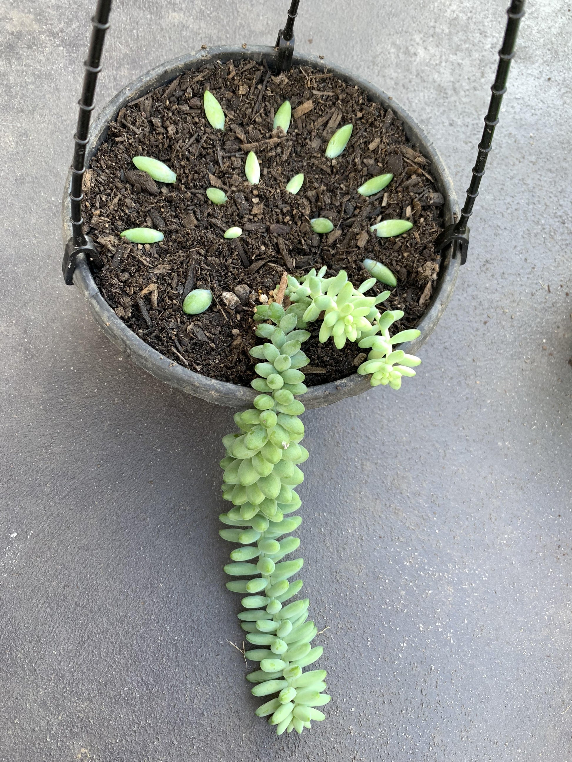 Succulent Burro S Tail - View 17 from www redcrocus com