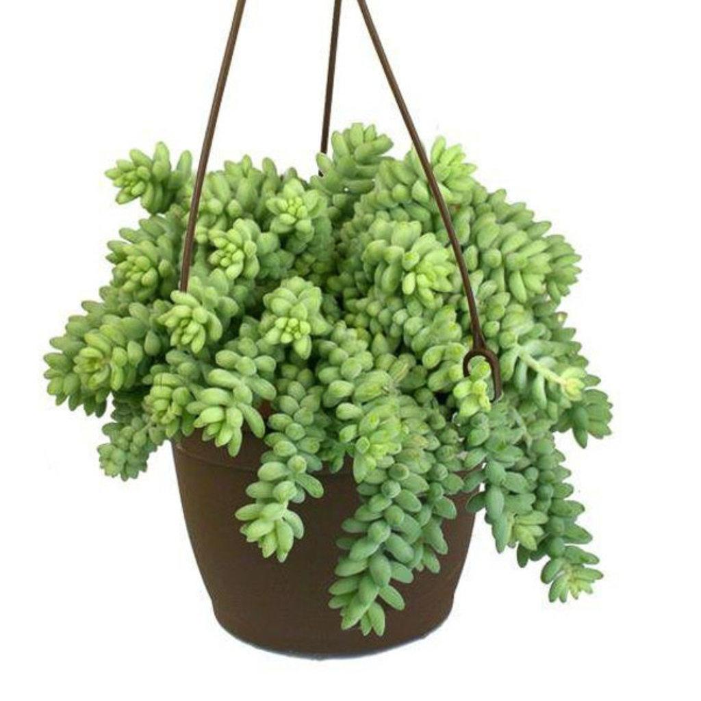Succulent Burro S Tail - View 18 from www redcrocus com