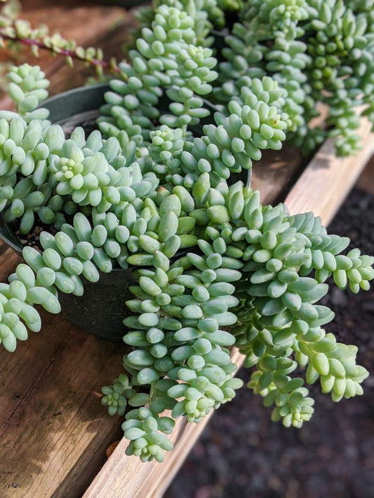 Succulent Burro S Tail - View 1 from www redcrocus com