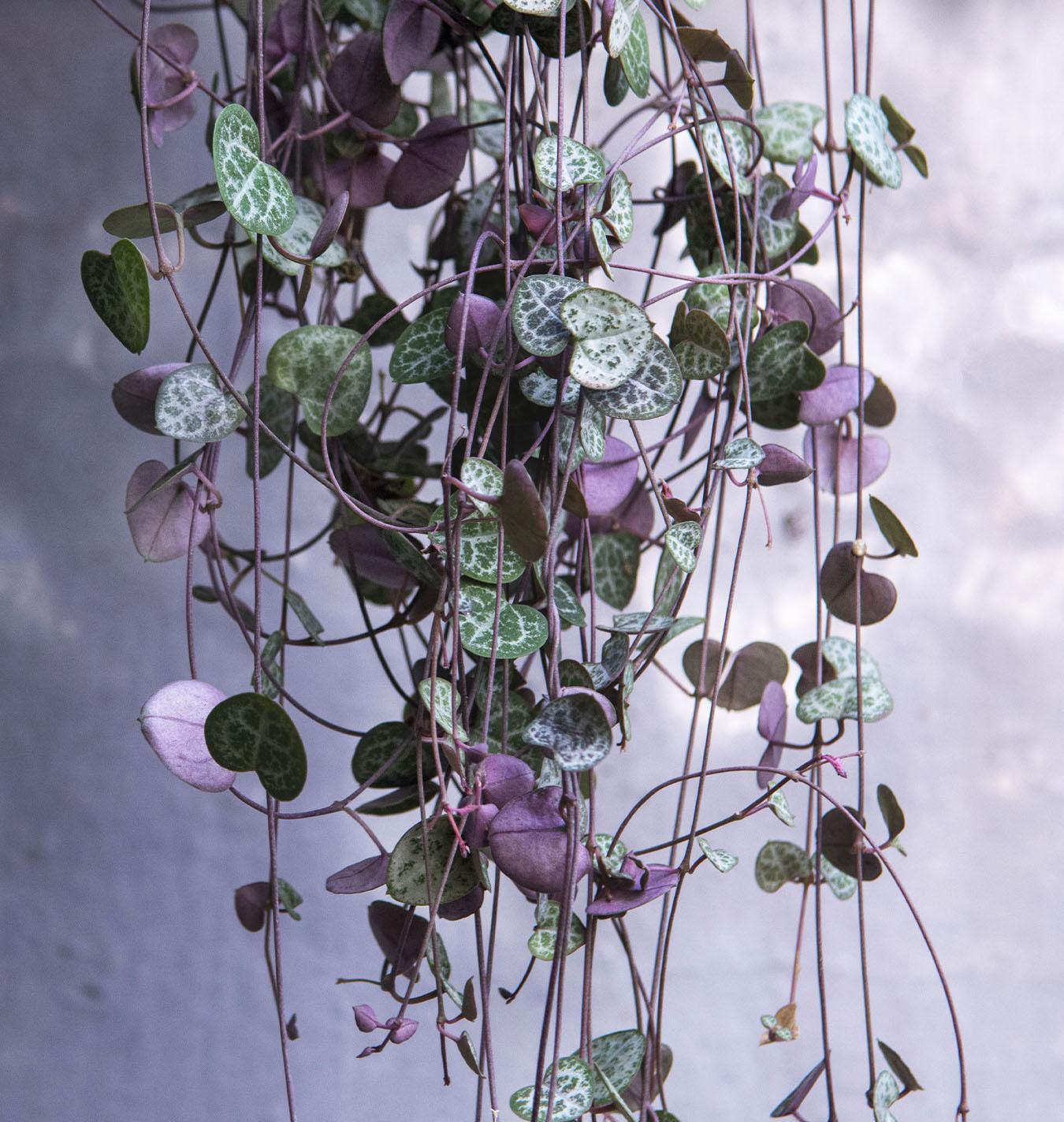 Succulent, 'string Of Hearts' - View 10 from www redcrocus com