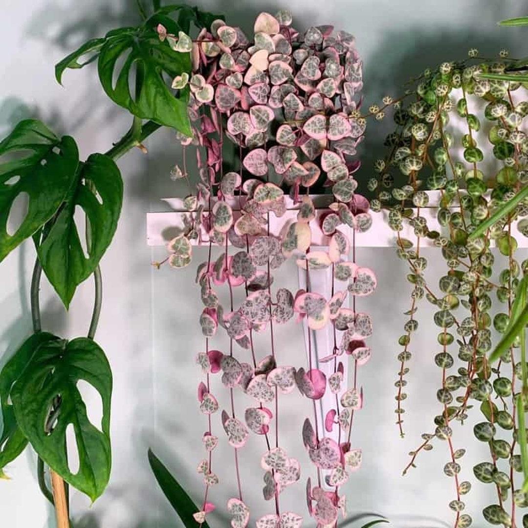 Succulent, 'string Of Hearts' - View 12 from www redcrocus com