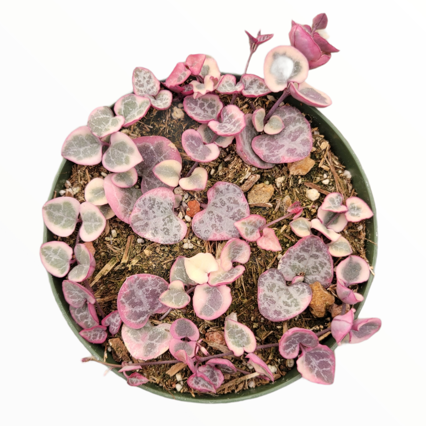 Succulent, 'string Of Hearts' - View 14 from www redcrocus com