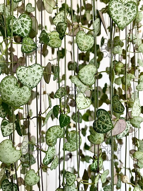 Succulent, 'string Of Hearts' - View 15 from www redcrocus com