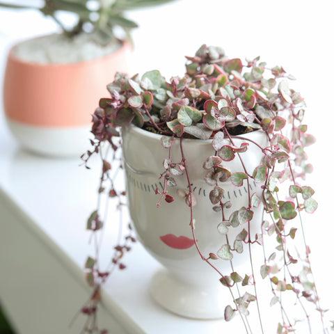 Succulent, 'string Of Hearts' - View 16 from www redcrocus com