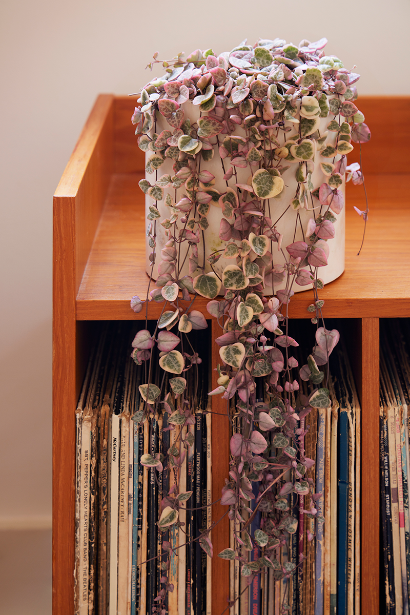 Succulent, 'string Of Hearts' - View 18 from www redcrocus com