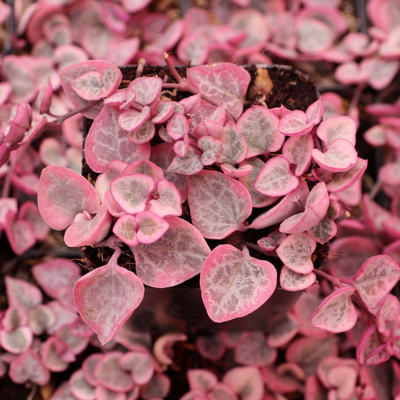 Succulent, 'string Of Hearts' - View 1 from www redcrocus com