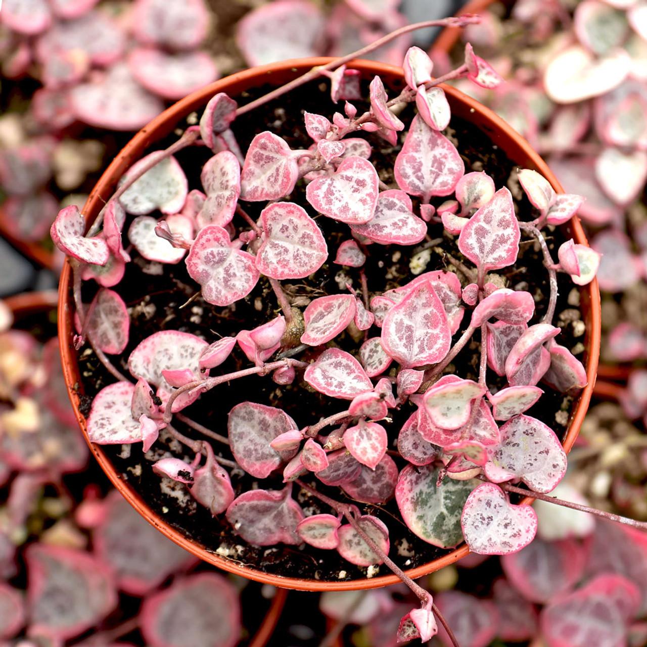 Succulent, 'string Of Hearts' - View 20 from www redcrocus com