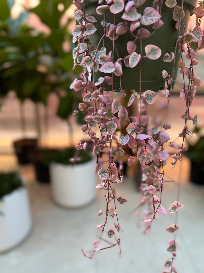 Succulent, 'string Of Hearts' - View 21 from www redcrocus com