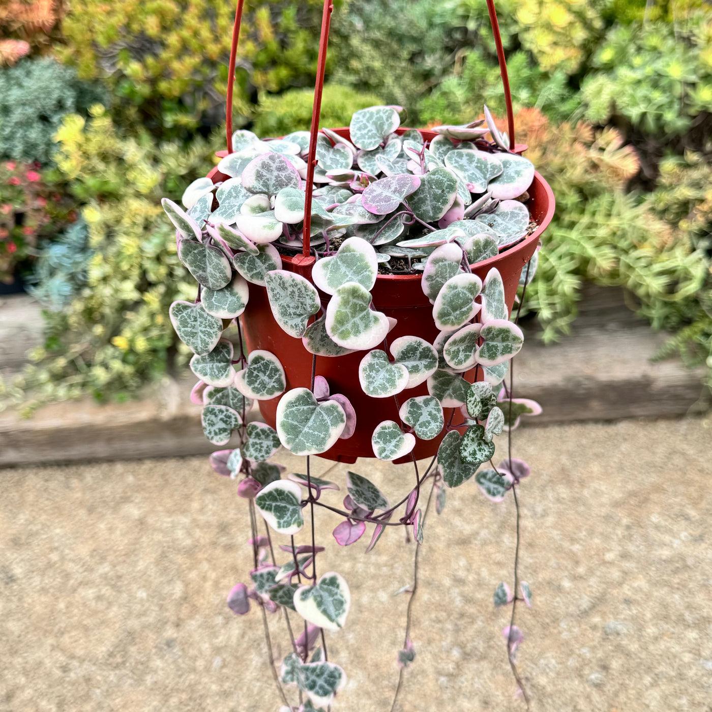 Succulent, 'string Of Hearts' - View 23 from www redcrocus com