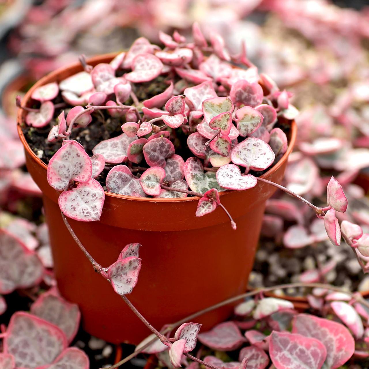 Succulent, 'string Of Hearts' - View 25 from www redcrocus com