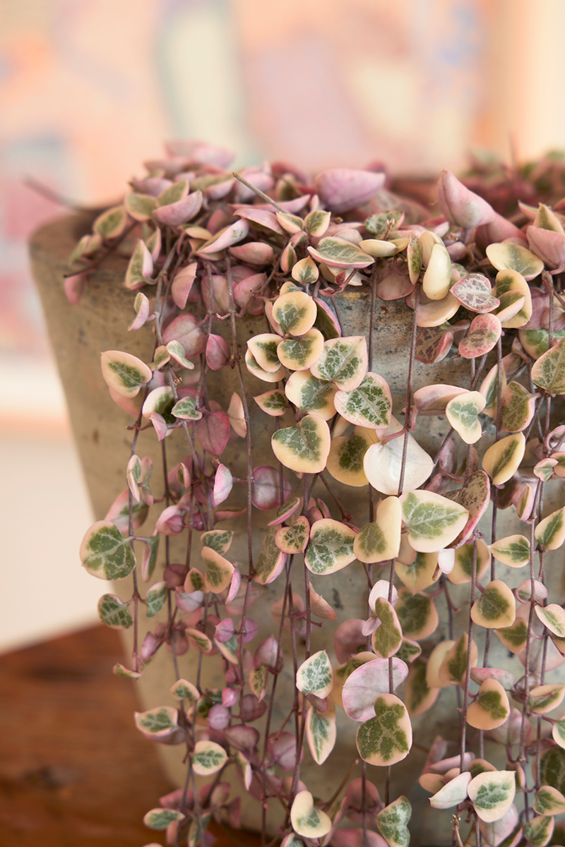 Succulent, 'string Of Hearts' - View 26 from www redcrocus com