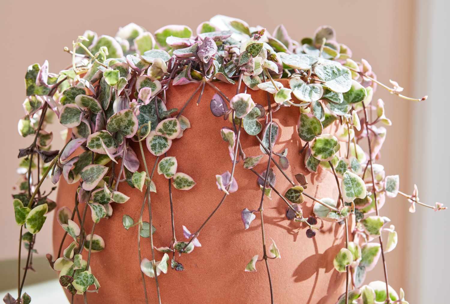 Succulent, 'string Of Hearts' - View 27 from www redcrocus com