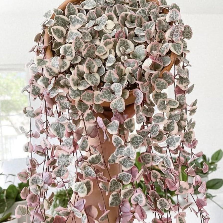 Succulent, 'string Of Hearts' - View 28 from www redcrocus com