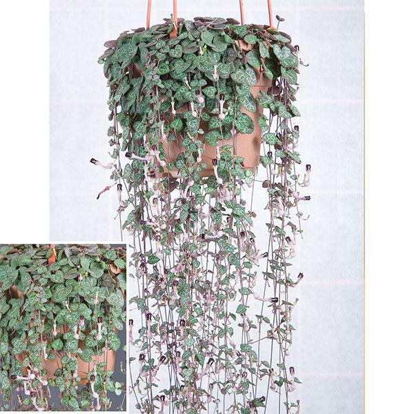 Succulent, 'string Of Hearts' - View 29 from www redcrocus com