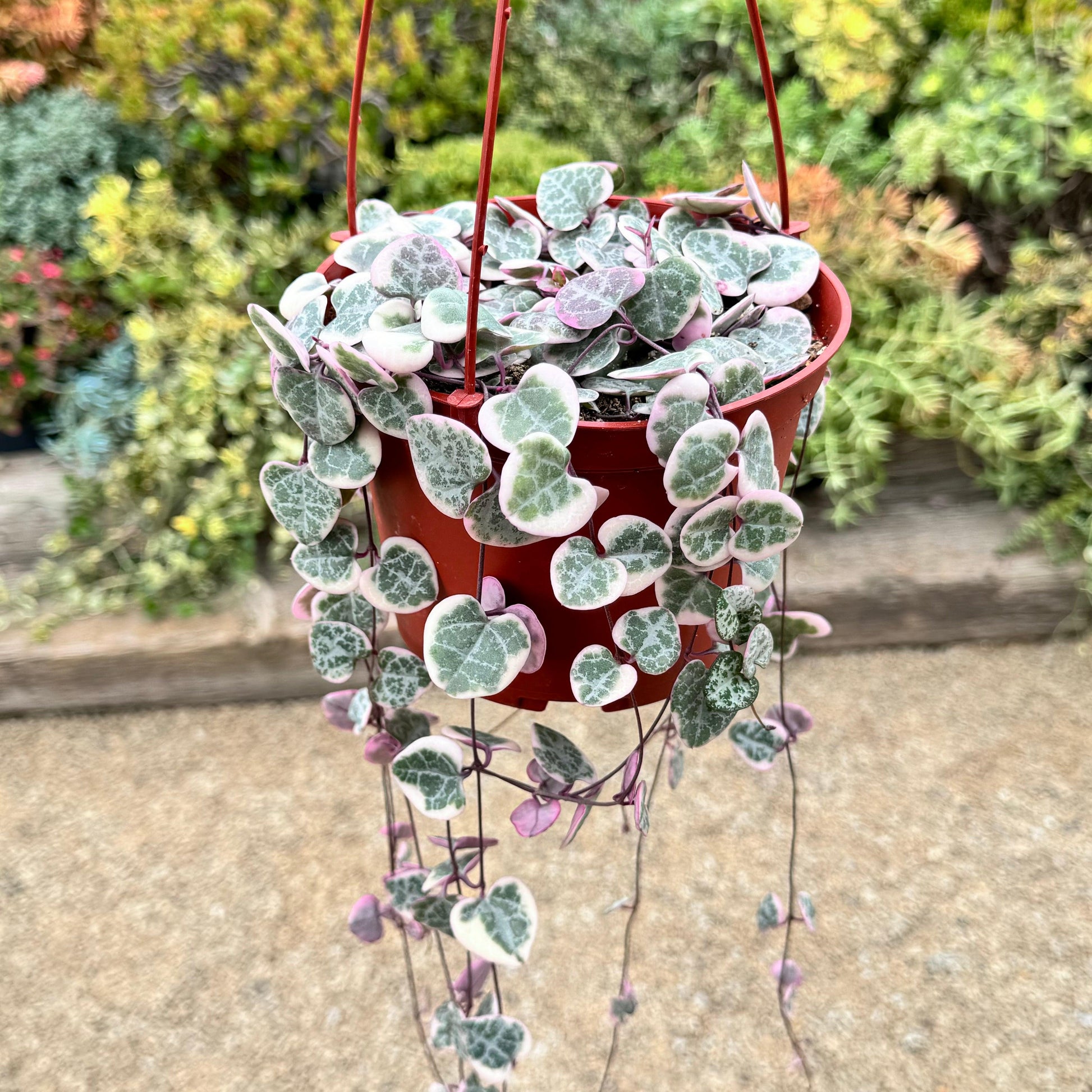 Succulent, 'string Of Hearts' - View 2 from www redcrocus com