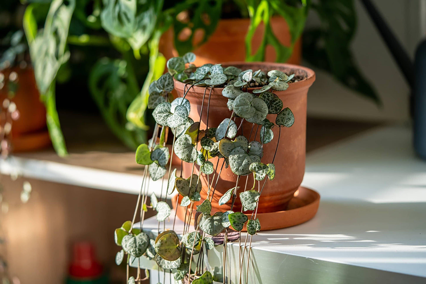 Succulent, 'string Of Hearts' - View 30 from www redcrocus com