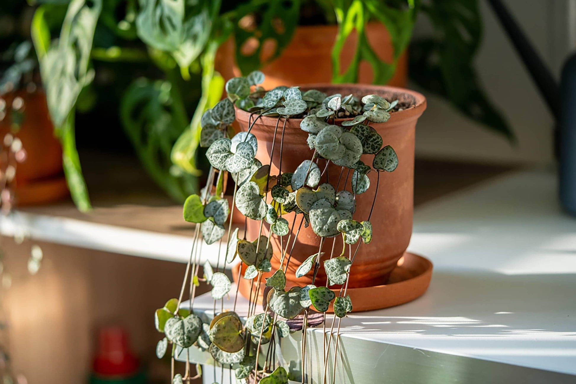 Succulent, 'string Of Hearts' - View 30 from www redcrocus com