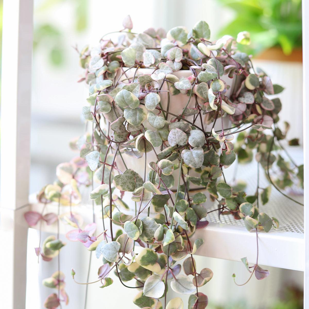 Succulent, 'string Of Hearts' - View 31 from www redcrocus com