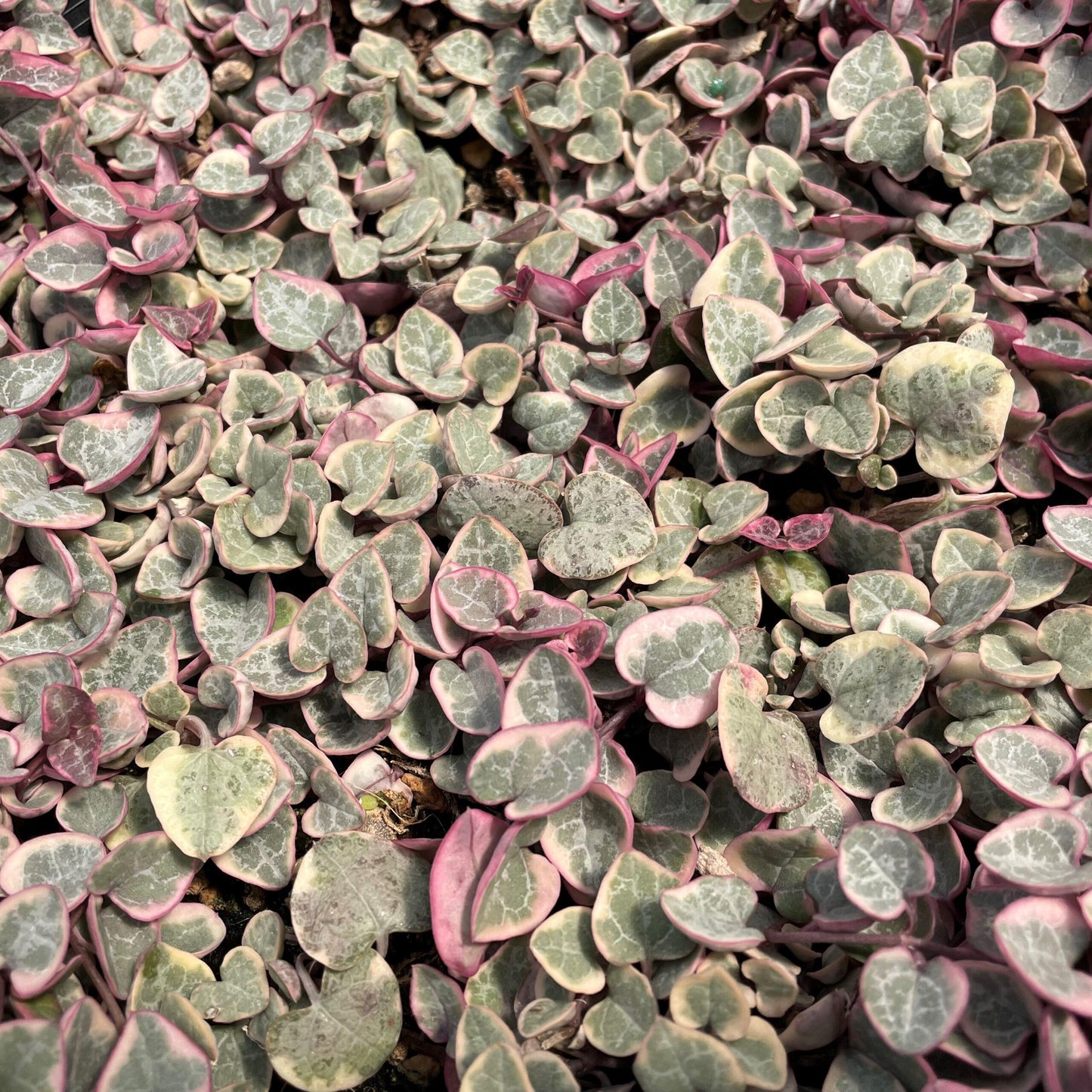 Succulent, 'string Of Hearts' - View 32 from www redcrocus com