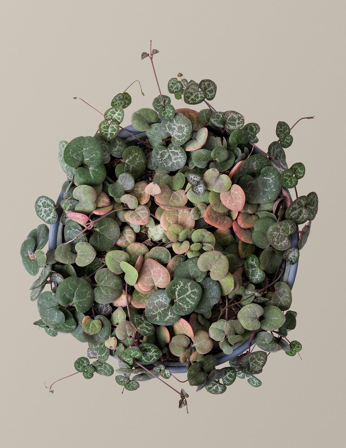 Succulent, 'string Of Hearts' - View 34 from www redcrocus com