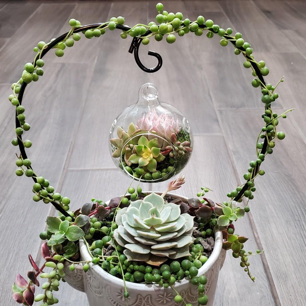 Succulent, 'string Of Hearts' - View 35 from www redcrocus com
