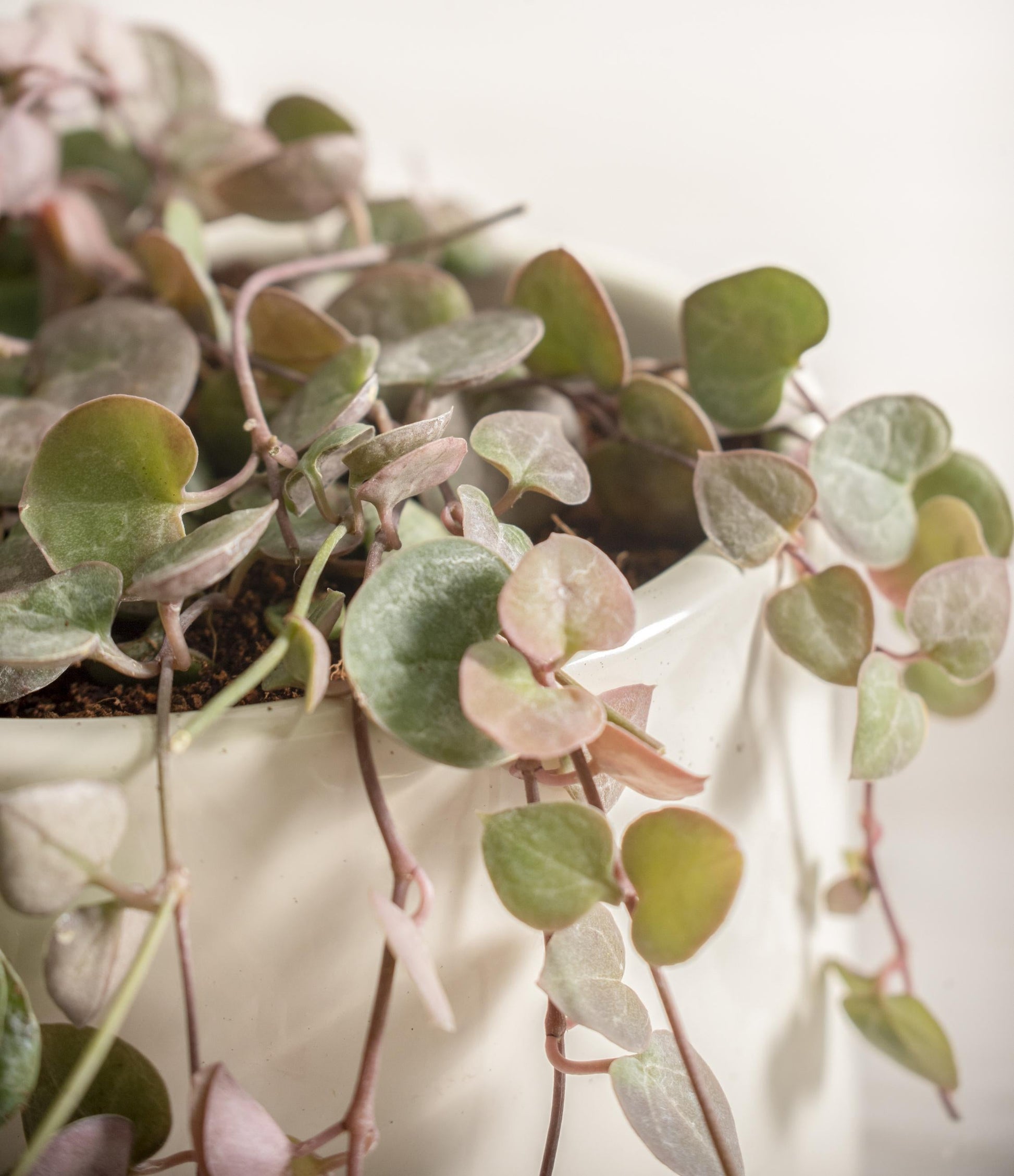 Succulent, 'string Of Hearts' - View 36 from www redcrocus com