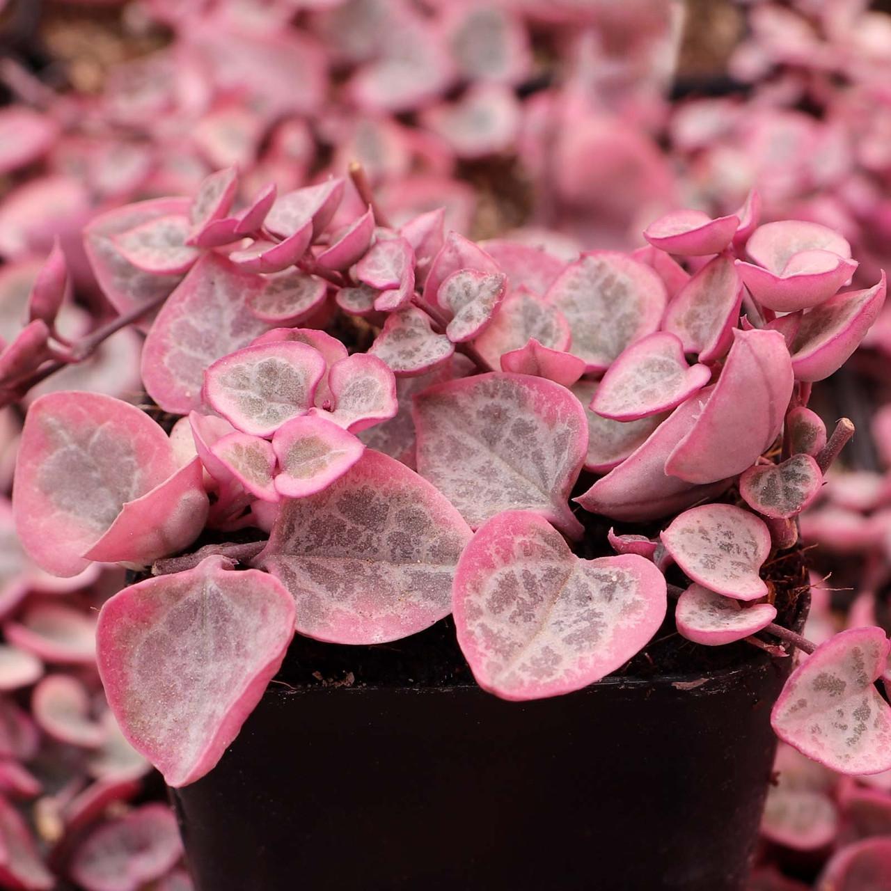 Succulent, 'string Of Hearts' - View 5 from www redcrocus com