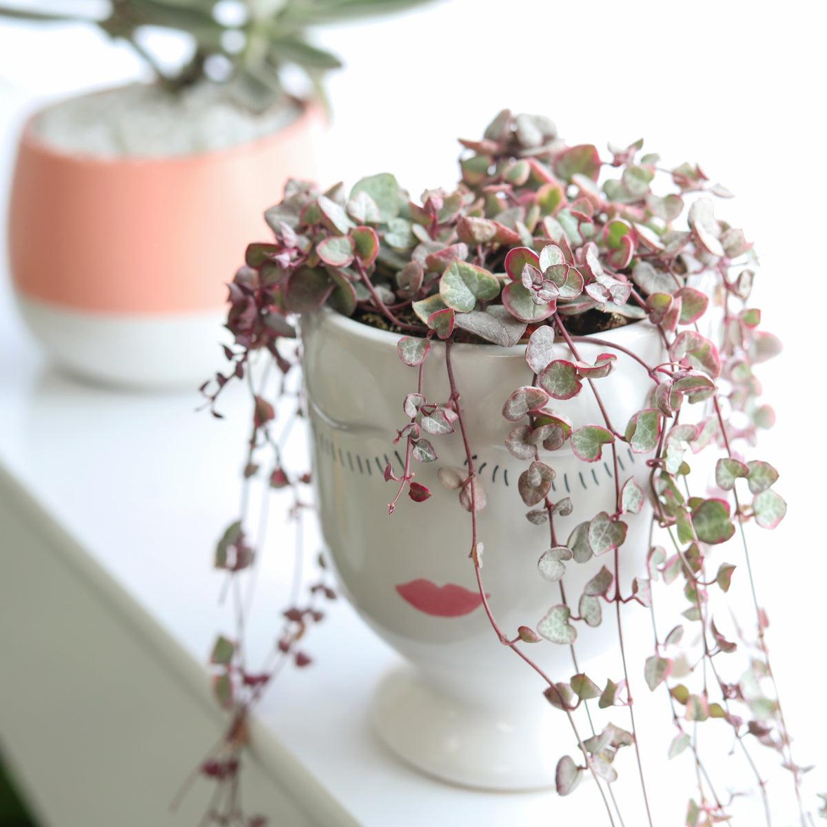 Succulent, 'string Of Hearts' - View 6 from www redcrocus com