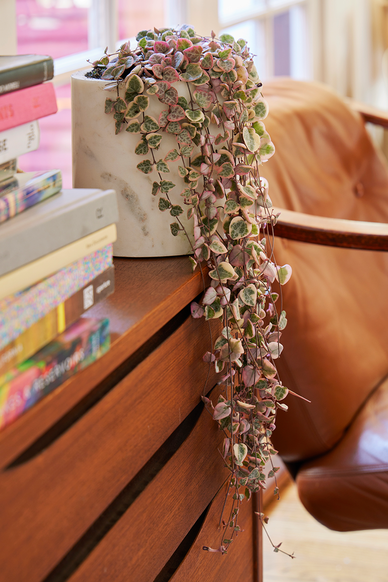 Succulent, 'string Of Hearts' - View 9 from www redcrocus com