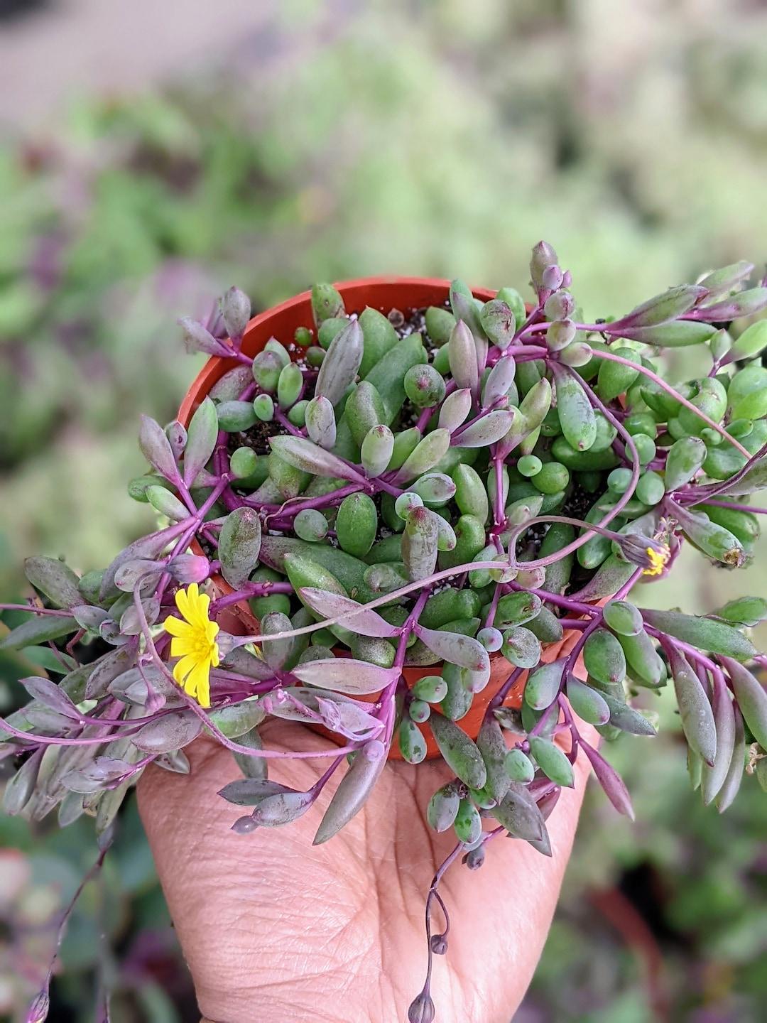 Succulent Ruby Necklace - View 10 from www redcrocus com