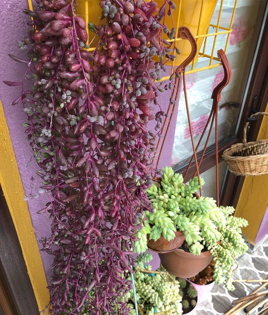 Succulent Ruby Necklace - View 11 from www redcrocus com
