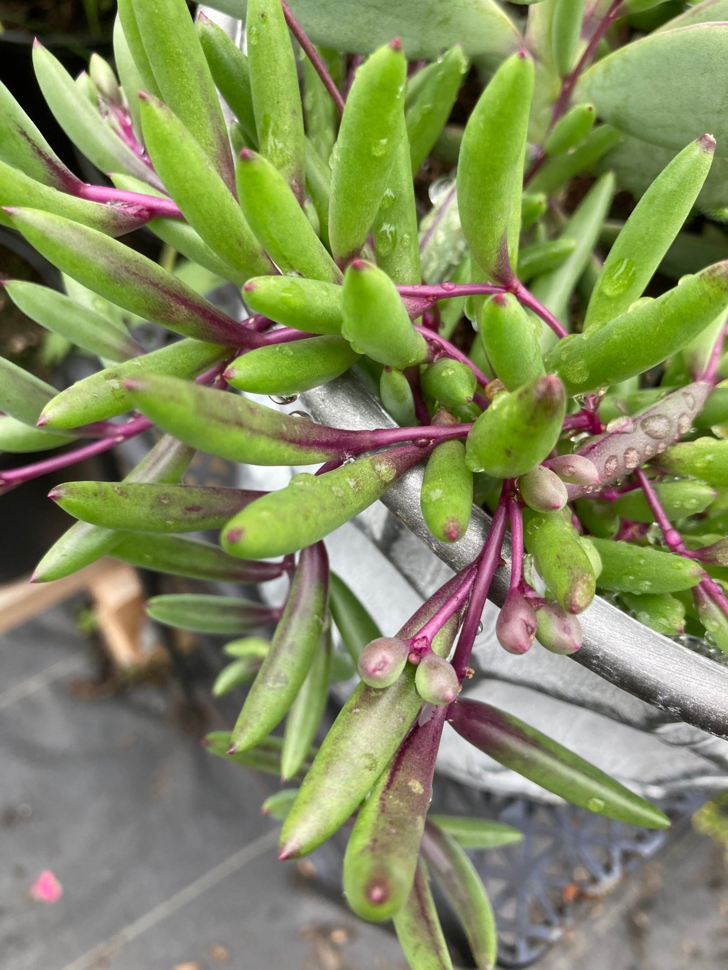 Succulent Ruby Necklace - View 12 from www redcrocus com