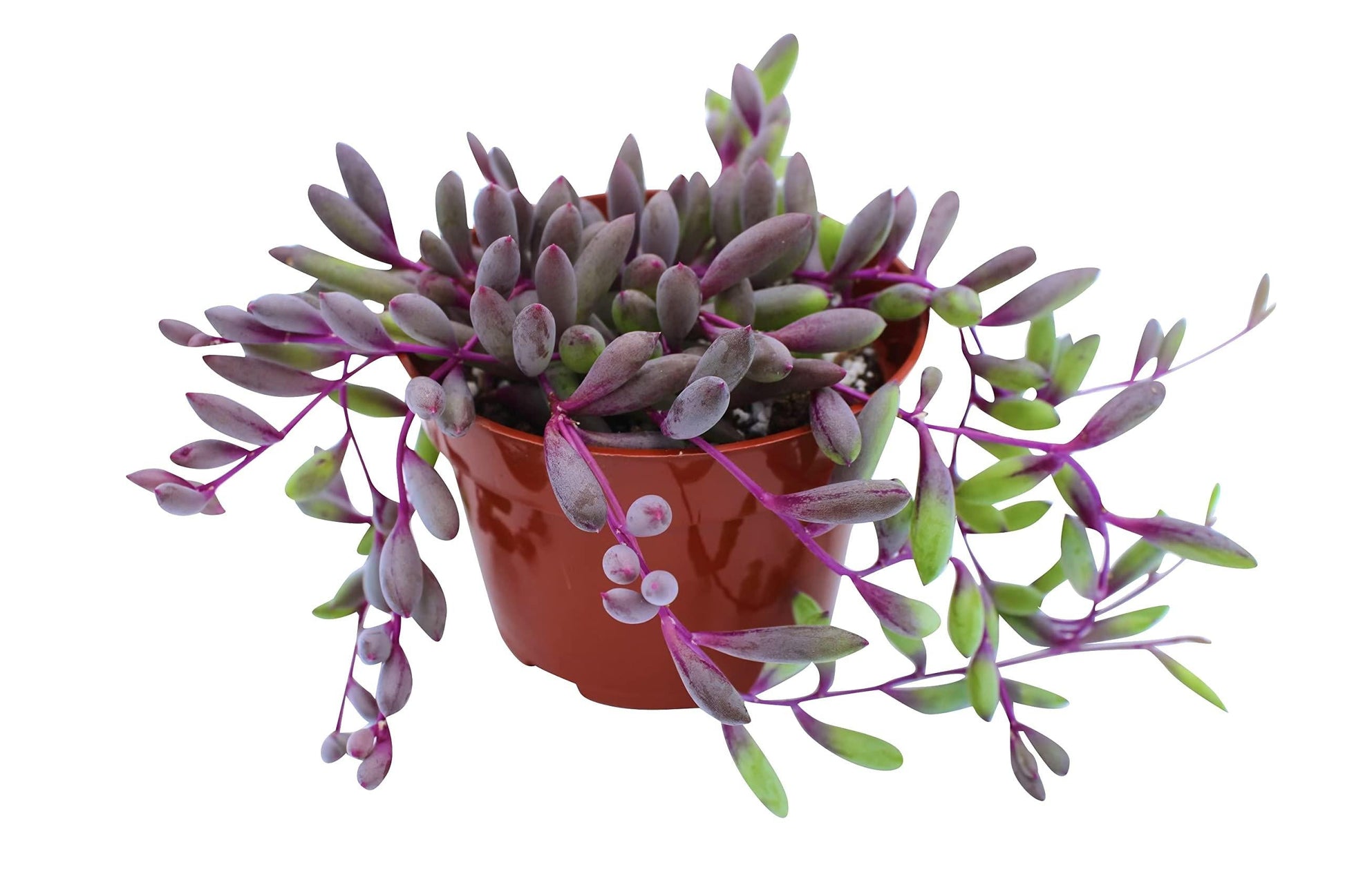 Succulent Ruby Necklace - View 14 from www redcrocus com