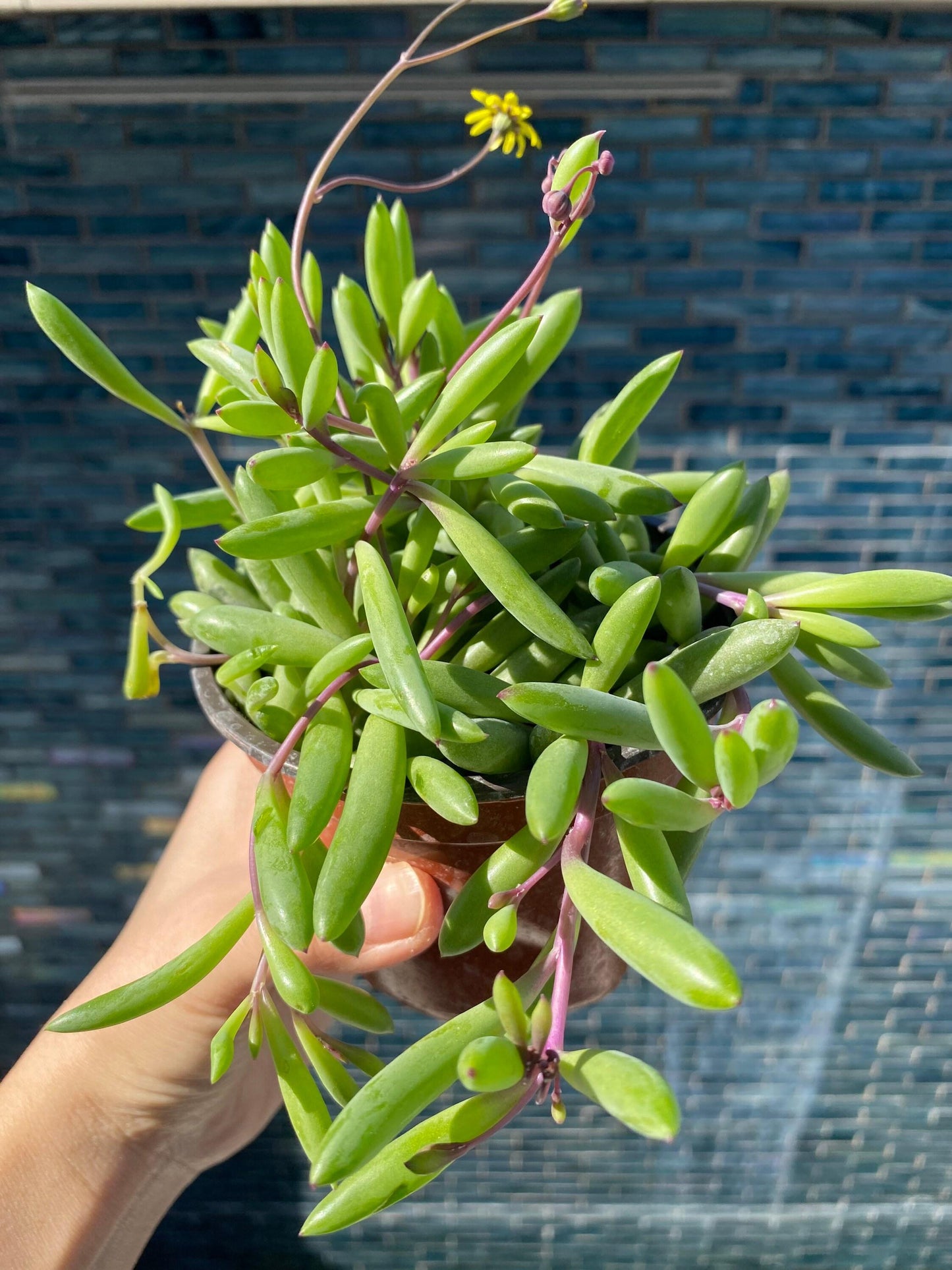 Succulent Ruby Necklace - View 15 from www redcrocus com