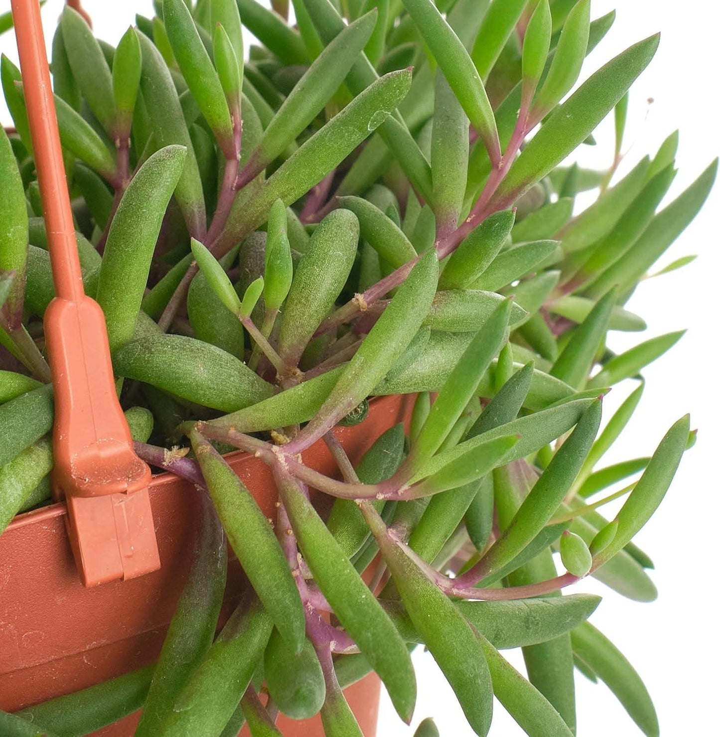 Succulent Ruby Necklace - View 17 from www redcrocus com