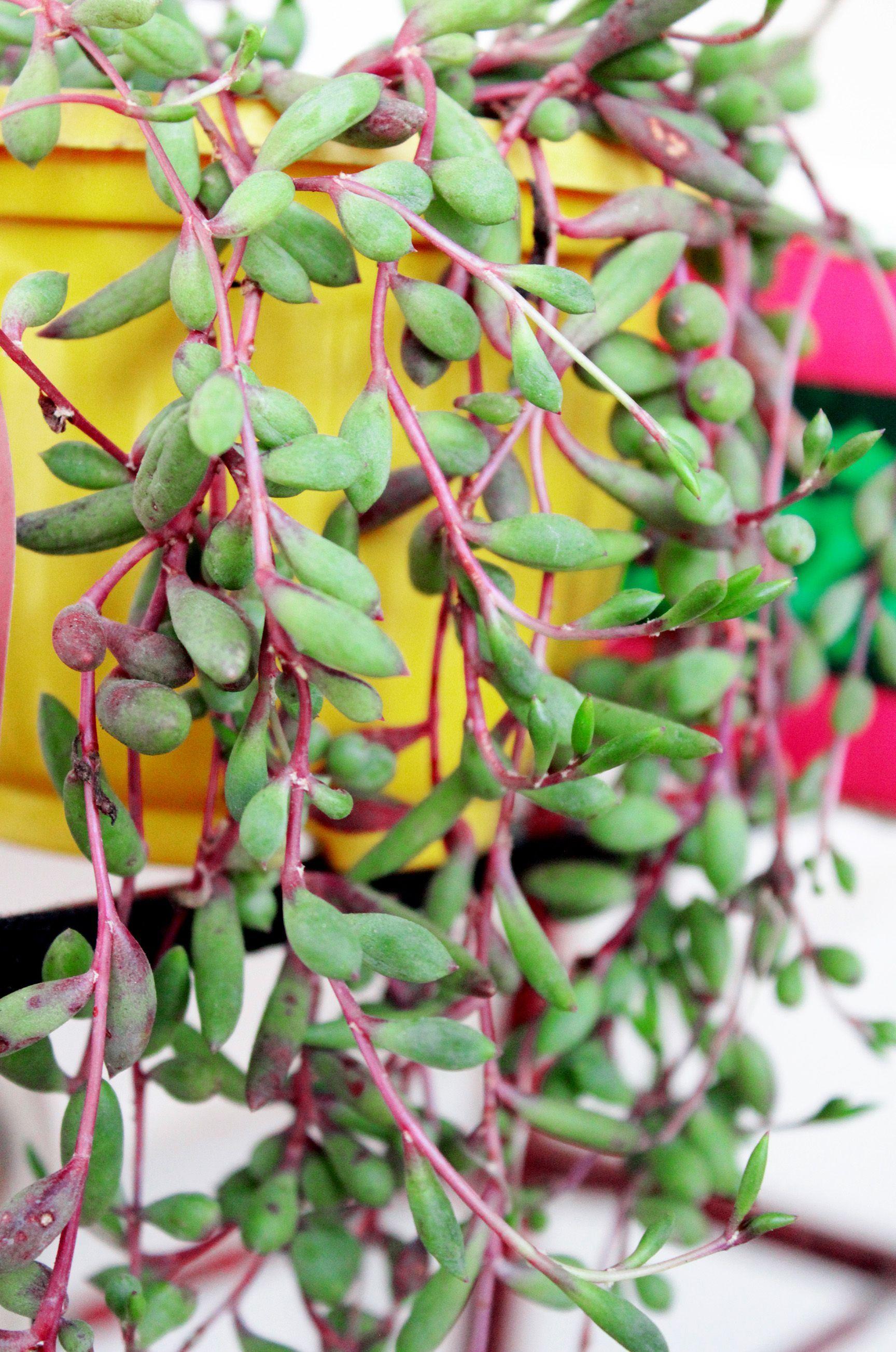 Succulent Ruby Necklace - View 18 from www redcrocus com