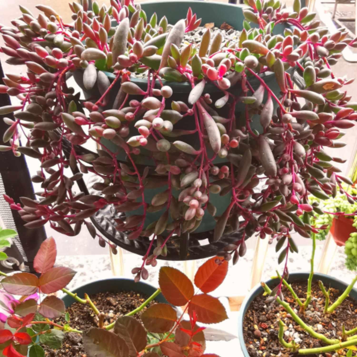 Succulent Ruby Necklace - View 1 from www redcrocus com