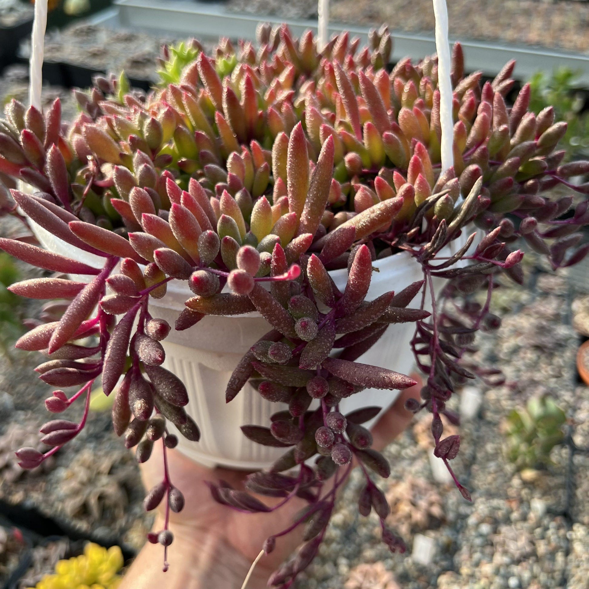 Succulent Ruby Necklace - View 3 from www redcrocus com