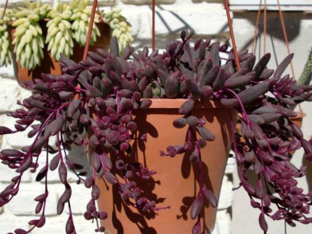 Succulent Ruby Necklace - View 4 from www redcrocus com