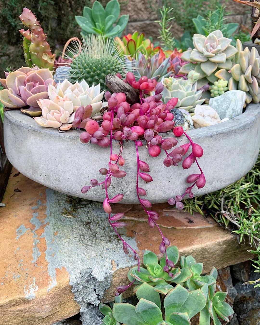 Succulent Ruby Necklace - View 5 from www redcrocus com